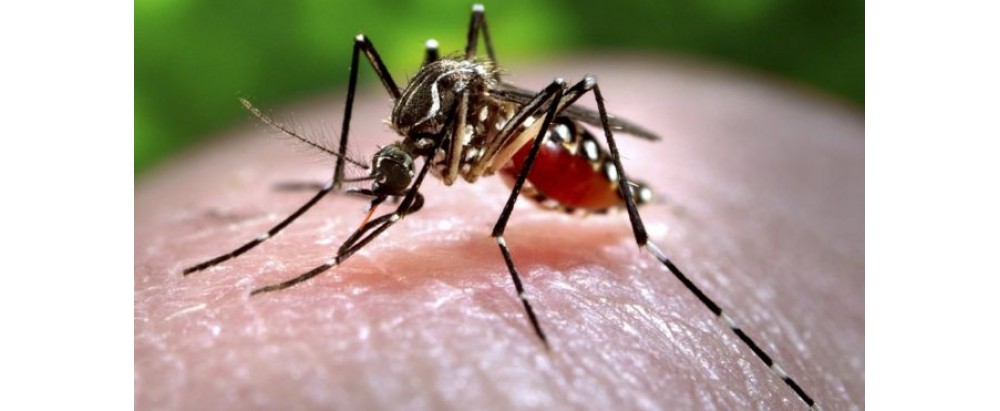 Key Facts About Chikungunya (चिकनगुनिया)