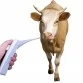 Entero Digital Vet Thermometer for Animals  (Professional Veterinary Thermometer)