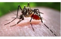 Key Facts About Chikungunya (चिकनगुनिया)